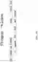 Fig. 54 - Recombinant polynucleotide sequence for producing astaxanthin and uses thereof
