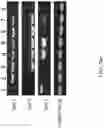 Fig. 57 - Recombinant polynucleotide sequence for producing astaxanthin and uses thereof