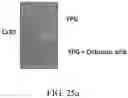 Fig. 59 - Recombinant polynucleotide sequence for producing astaxanthin and uses thereof