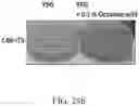 Fig. 60 - Recombinant polynucleotide sequence for producing astaxanthin and uses thereof