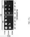 Fig. 63 - Recombinant polynucleotide sequence for producing astaxanthin and uses thereof