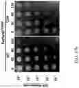 Fig. 64 - Recombinant polynucleotide sequence for producing astaxanthin and uses thereof