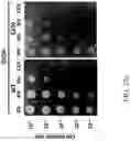 Fig. 65 - Recombinant polynucleotide sequence for producing astaxanthin and uses thereof
