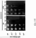 Fig. 66 - Recombinant polynucleotide sequence for producing astaxanthin and uses thereof
