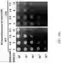 Fig. 69 - Recombinant polynucleotide sequence for producing astaxanthin and uses thereof