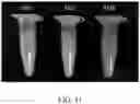 Fig. 73 - Recombinant polynucleotide sequence for producing astaxanthin and uses thereof