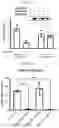 Fig. 06 - COMPOSITIONS FOR DRG-SPECIFIC REDUCTION OF TRANSGENE EXPRESSION