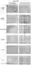 Fig. 08 - COMPOSITIONS FOR DRG-SPECIFIC REDUCTION OF TRANSGENE EXPRESSION