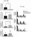 Fig. 09 - COMPOSITIONS FOR DRG-SPECIFIC REDUCTION OF TRANSGENE EXPRESSION