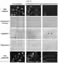Fig. 10 - COMPOSITIONS FOR DRG-SPECIFIC REDUCTION OF TRANSGENE EXPRESSION