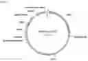Fig. 02 - IN-VIVO RELEASE SUSTAINED RECOMBINANT COAGULATION FACTOR VIII AND PREPARATION METHOD THEREFOR