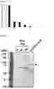 Fig. 07 - CADM1 V9-recognizing antibody