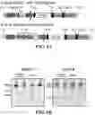 Fig. 09 - CAS12A SYSTEMS, METHODS, AND COMPOSITIONS FOR TARGETED RNA BASE EDITING