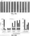 Fig. 22 - CAS12A SYSTEMS, METHODS, AND COMPOSITIONS FOR TARGETED RNA BASE EDITING