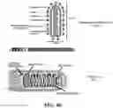Fig. 63 - CAS12A SYSTEMS, METHODS, AND COMPOSITIONS FOR TARGETED RNA BASE EDITING