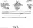 Fig. 69 - CAS12A SYSTEMS, METHODS, AND COMPOSITIONS FOR TARGETED RNA BASE EDITING