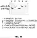 Fig. 71 - CAS12A SYSTEMS, METHODS, AND COMPOSITIONS FOR TARGETED RNA BASE EDITING