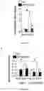 Fig. 02 - METHODS AND COMPOSITIONS FOR TREATING LIVER DISEASES
