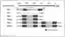 Fig. 01 - Modified promoter