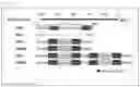 Fig. 02 - Modified promoter