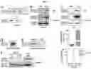 Fig. 09 - VESICLE-ENCAPSULATED SOCS