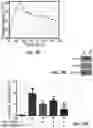 Fig. 32 - THERAPEUTIC EXTRACELLULAR VESICLES