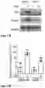 Fig. 33 - THERAPEUTIC EXTRACELLULAR VESICLES