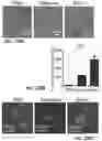 Fig. 41 - THERAPEUTIC EXTRACELLULAR VESICLES