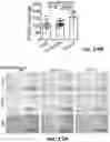 Fig. 63 - THERAPEUTIC EXTRACELLULAR VESICLES