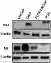 Fig. 01 - Pharmaceutical composition comprising THA as effective ingredient for treatment of prostate cancer