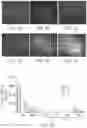 Fig. 02 - METHOD OF REDUCING NEURONAL CELL DEATH WITH HALOALKYLAMINES