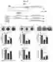 Fig. 09 - METHODS FOR MITIGATING AND PREVENTING PROTEOSTASIS-BASED INJURIES