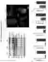 Fig. 16 - METHODS FOR MITIGATING AND PREVENTING PROTEOSTASIS-BASED INJURIES