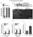 Fig. 17 - METHODS FOR MITIGATING AND PREVENTING PROTEOSTASIS-BASED INJURIES