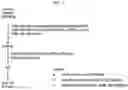 Fig. 02 - Composition for preventing or improving menopausal symptom comprising novel ginsenoside