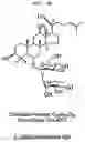 Fig. 10 - Composition for preventing or improving menopausal symptom comprising novel ginsenoside