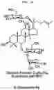 Fig. 11 - Composition for preventing or improving menopausal symptom comprising novel ginsenoside