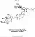 Fig. 12 - Composition for preventing or improving menopausal symptom comprising novel ginsenoside