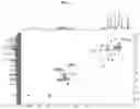 Fig. 18 - Composition for preventing or improving menopausal symptom comprising novel ginsenoside