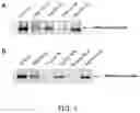 Fig. 02 - Peptide for treating cancer