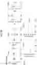Fig. 07 - Non-human animals expressing humanized CD3 complex