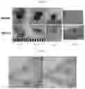 Fig. 02 - METHODS FOR TREATING ALOPECIA AND ACHROMOTRICHIA