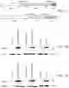 Fig. 02 - Universal vaccines against immunogens of pathogenic organisms that provide organism-specific and cross-group protection