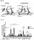 Fig. 02 - Compositions and methods for inducing phagocytosis of MHC class I positive cells and countering anti-CD47/SIRPA resistance