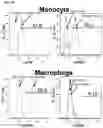 Fig. 07 - Compositions and methods for inducing phagocytosis of MHC class I positive cells and countering anti-CD47/SIRPA resistance