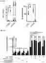 Fig. 08 - Compositions and methods for inducing phagocytosis of MHC class I positive cells and countering anti-CD47/SIRPA resistance
