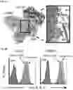 Fig. 09 - Compositions and methods for inducing phagocytosis of MHC class I positive cells and countering anti-CD47/SIRPA resistance