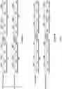 Fig. 02 - COVALENT MULTI-SPECIFIC ANTIBODIES