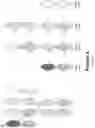 Fig. 09 - COVALENT MULTI-SPECIFIC ANTIBODIES
