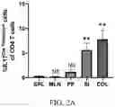 Fig. 06 - Compositions and methods for modulating and detecting tissue specific TH17 cell pathogenicity
